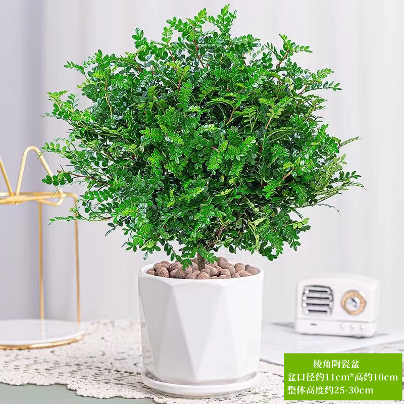 清香胡椒木盆栽花卉室内外驱蚊草植物树苗老桩盆景九里香绿植客厅 默认 精选6年清香驱蚊大苗【大棱角陶瓷盆】送营养肥