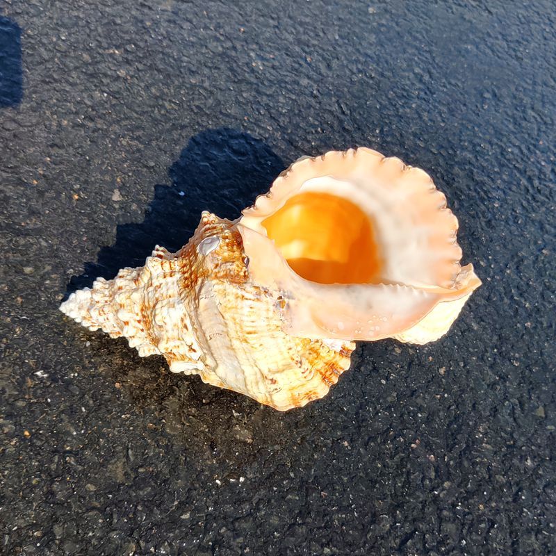 13-15厘米 超特大贝壳海螺天然摆件玩具右旋号角可吹听风花盆巨型鱼缸