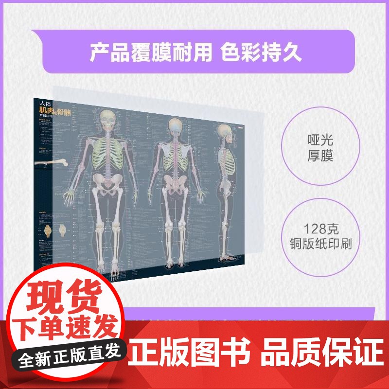 人体肌肉与骨骼解剖挂图 运动解剖学图谱 人体肌肉解剖书 解剖列车 人体解剖彩色学图谱 奈特人体解剖学图谱高清大图