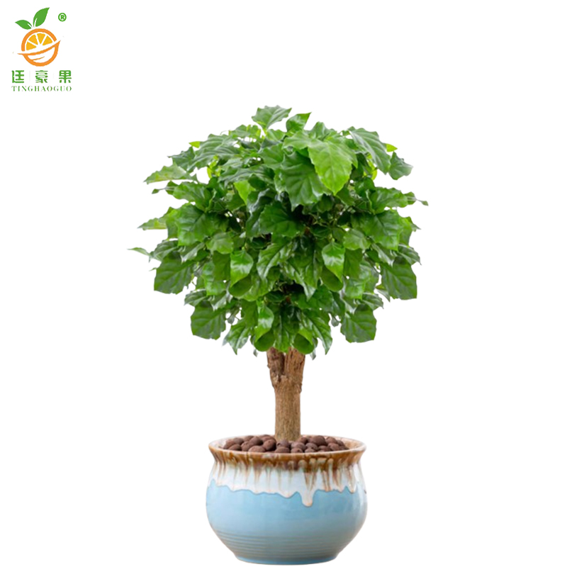 廷豪果 幸福树盆栽 XZ-1465# /盆高清大图
