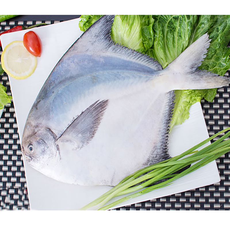 四海生鲜东山岛深海现捕鲳鱼斗鲳500g左右每条活冻海鲜新鲜海鲜水产