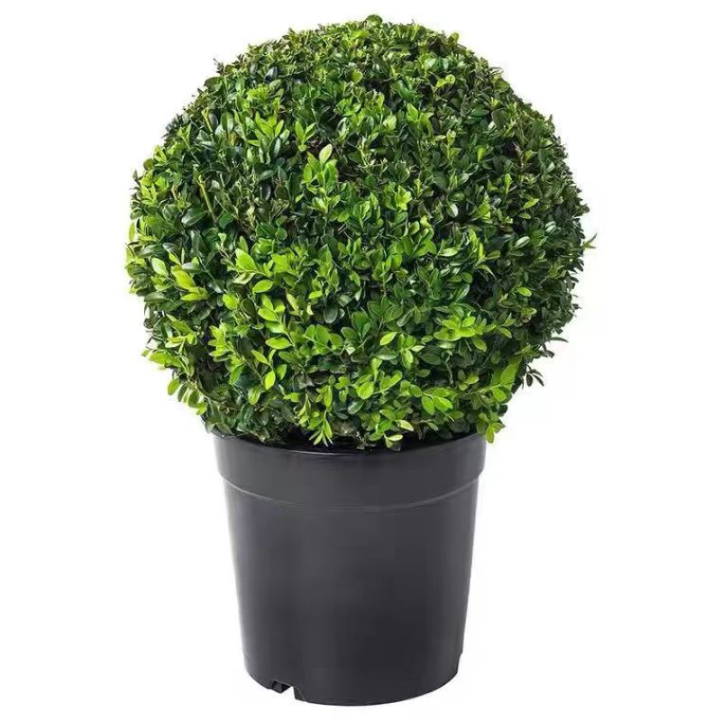 诚智旺 黄杨球 冠幅80cm /棵高清大图