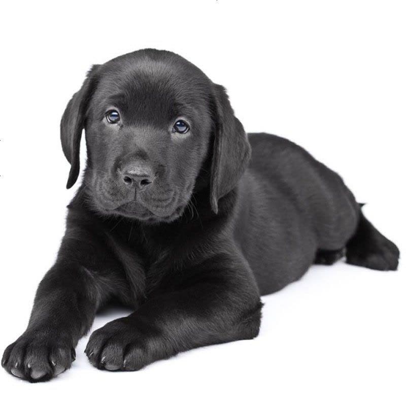 拉布拉多幼犬导盲犬 拉布拉多幼犬纯种 小宠物狗拉布拉多幼崽 中大型犬 小型犬 纯种金毛图片