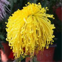 菊花花苗大菊花苗室内外观花阳台庭院花卉绿植物盆栽四季开花