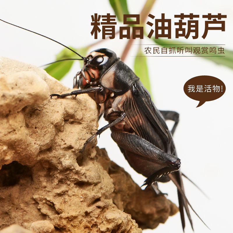 油葫芦活体黑虫活体新蜕鸣虫包风险叫虫段子青冰糖紫油葫芦 油葫芦1只