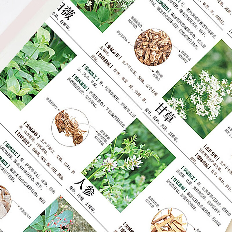 中药材图鉴大全 [正版]彩图版中药材图鉴大全精选353种常用中草药介绍基础知识来源形态生长分布性味归经及功能主治用法用量高清大图