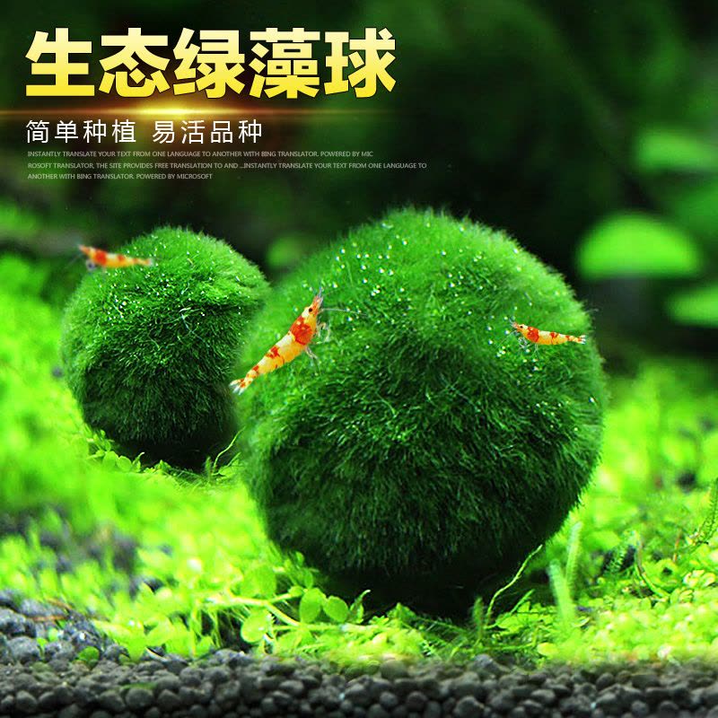 鱼缸水族箱造景性水海藻球绿藻球生态瓶绿澡球水藻球微景观图片