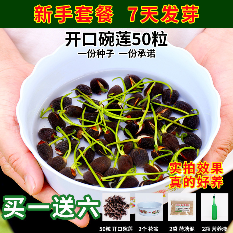 [亏本冲量]碗莲种子水培植物室内绿植盆栽七彩睡莲荷花种子花卉