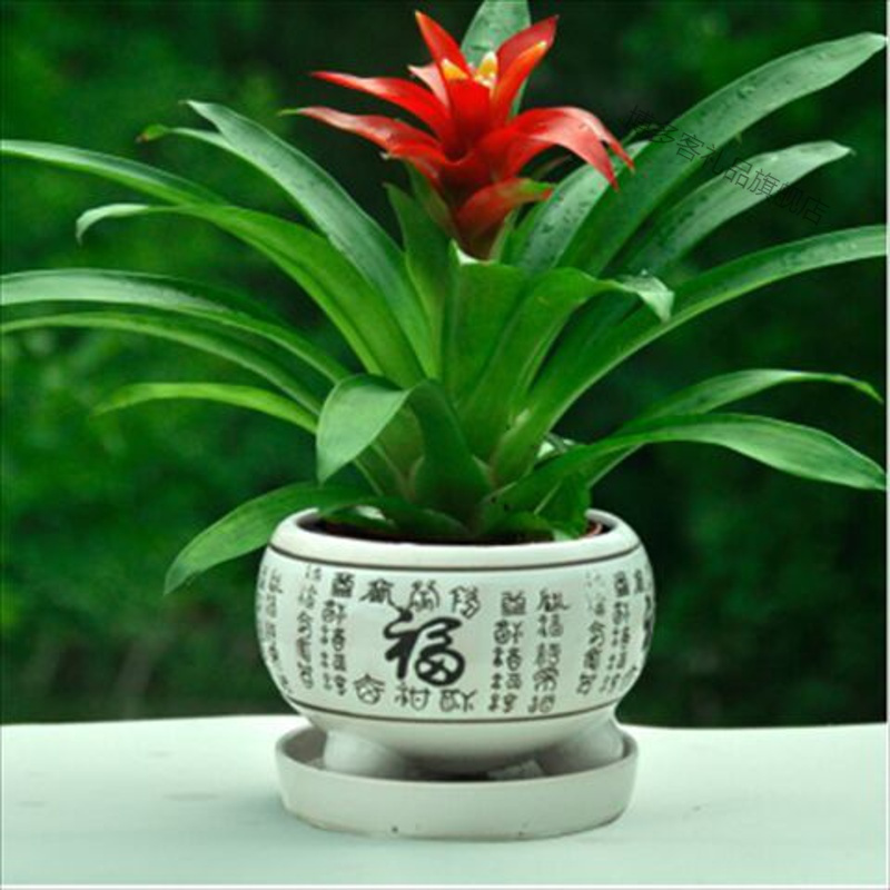 鸿运当头四季开花盆栽花卉水培植物室内绿植鲜花凤梨视频