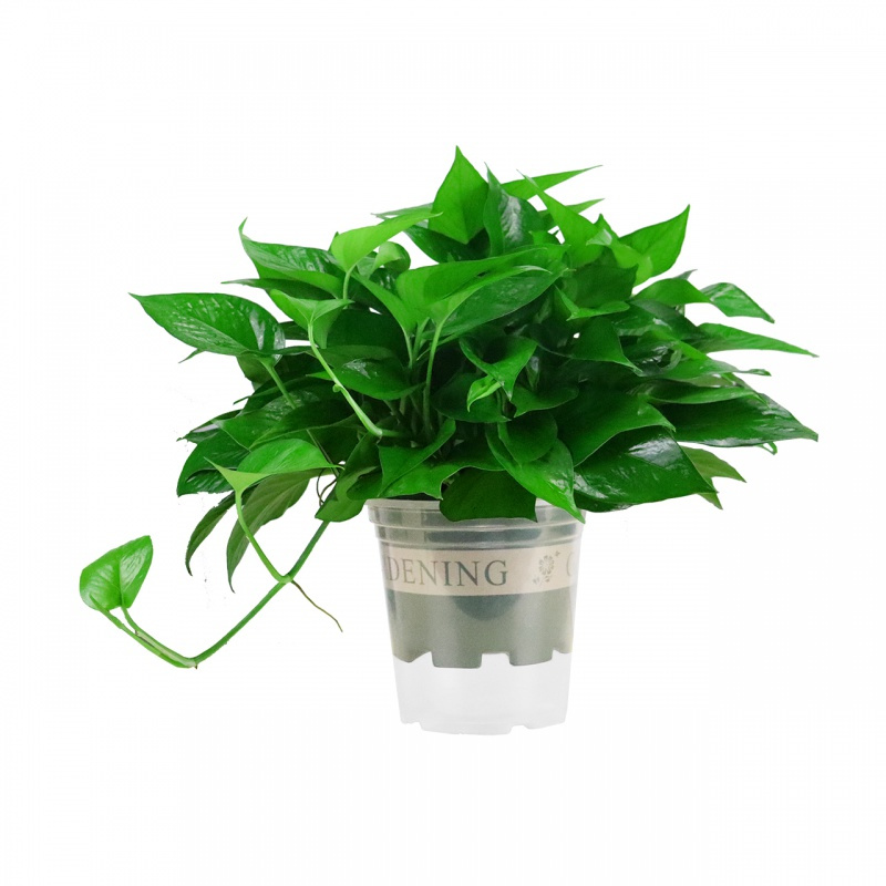 回固 花卉绿植盆栽 花卉