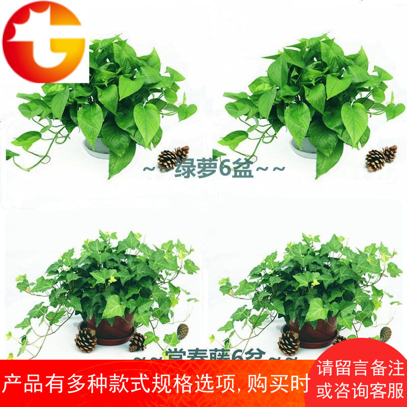 绿萝常青藤植物新内办公室吸烟去除甲醛净化空气花卉盆栽绿植