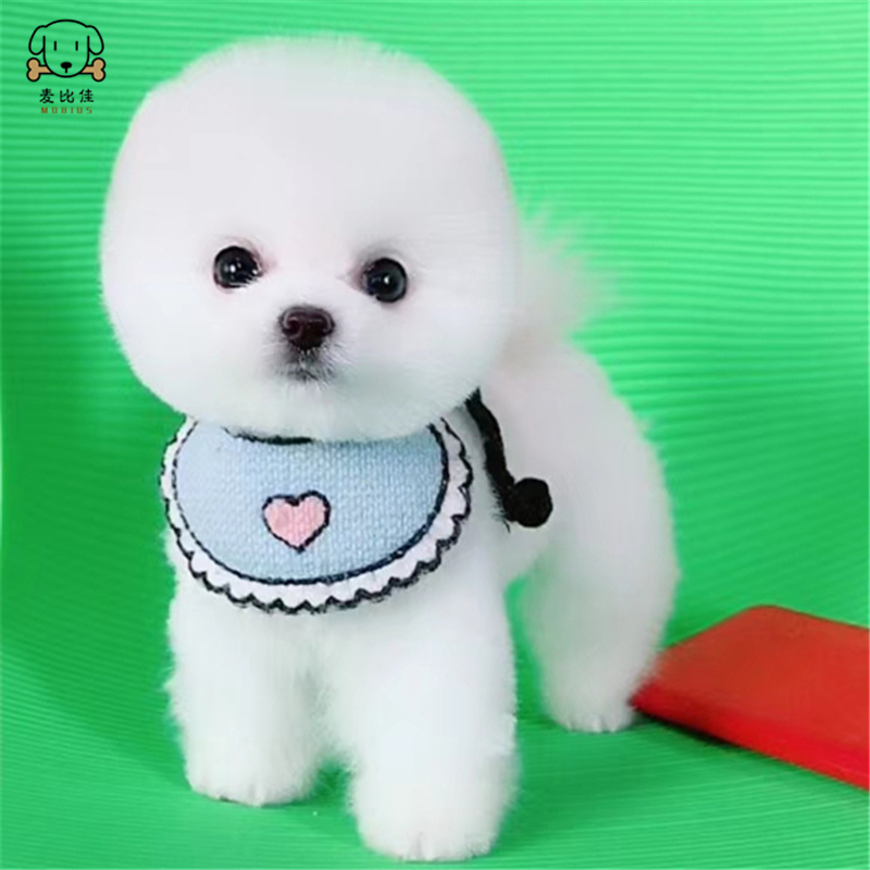 麦比佳宠物狗狗 活体博美犬幼犬活体哈多利系球体博美俊介狗狗小体玩具型血统级长不大茶杯犬纯白色黄色博美狗高清大图