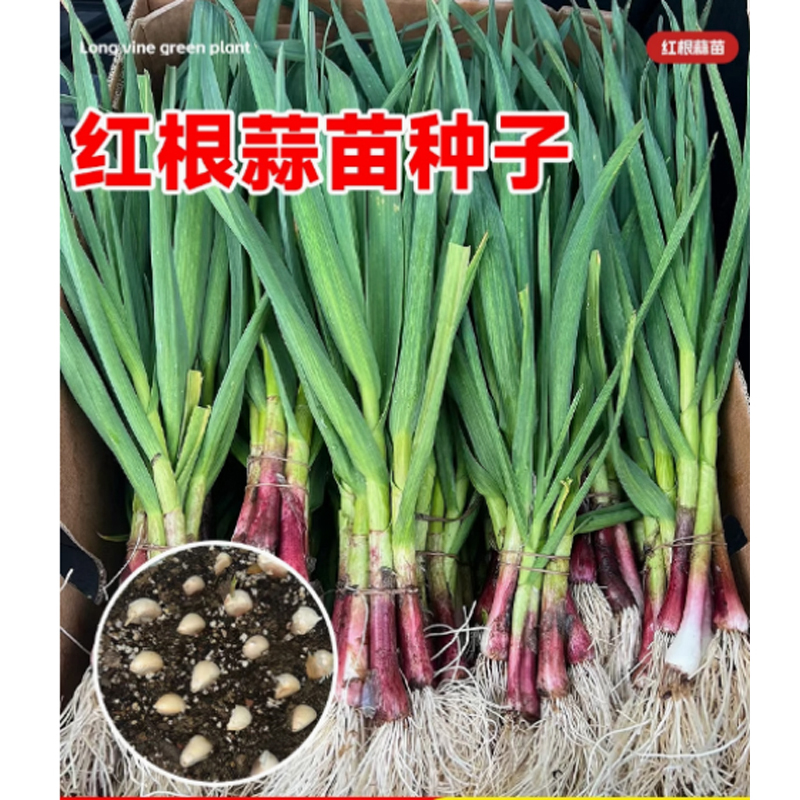 香蒜种子 10斤高清大图