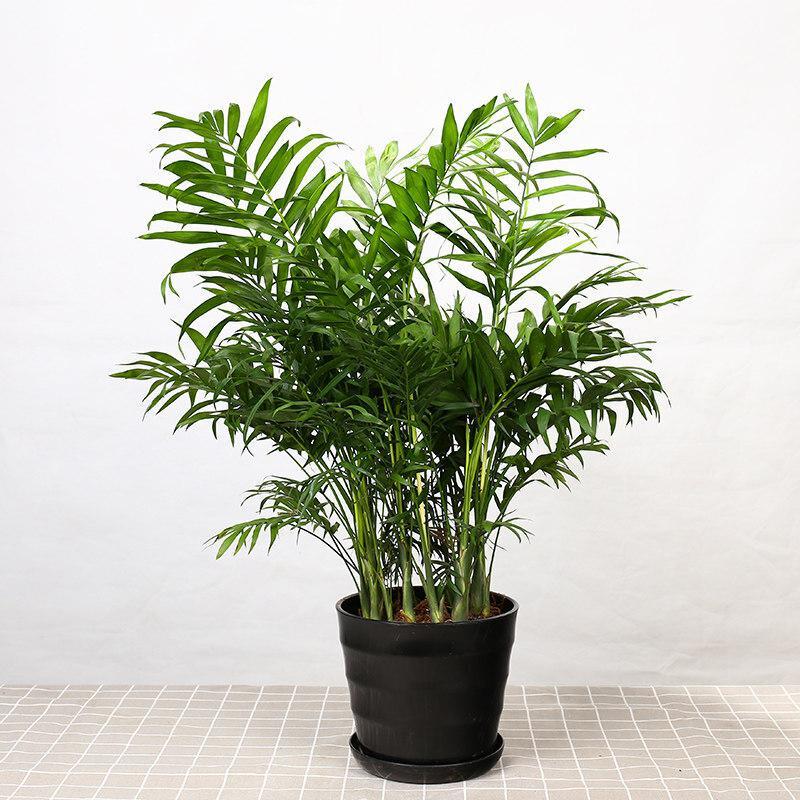 弹痕园艺用品弹痕盆栽凤尾竹袖珍椰子万年青办公室内花卉四季常青大型绿植物 价格图片品牌报价 苏宁易购艾迪瑞园艺用品专营店