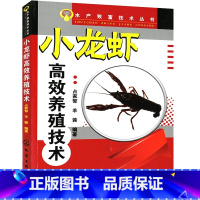 【正版】小龙虾高效养殖技术 龙虾养殖技术大全养虾书籍对虾苗种培育池塘高效养殖与疾病防治人工快速繁殖科学养虾书淡水全水书