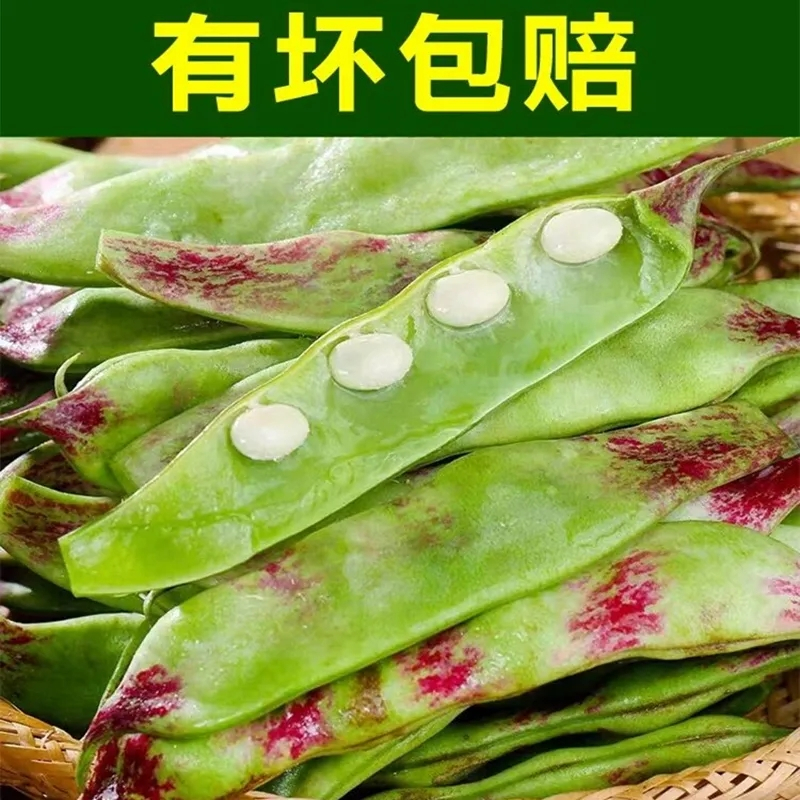 东北油豆角现摘新鲜5斤蔬菜黑龙江一点红油豆角东北特产