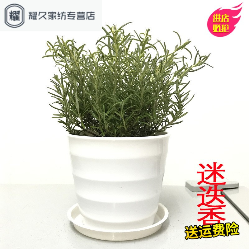 驱蚊草薄荷迷迭香九里香盆栽室内净化空气植物四季庭院防蚊绿植(请先与客服确认再下单)