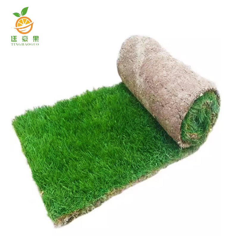 廷豪果 百慕大草坪 1平方米 /块高清大图