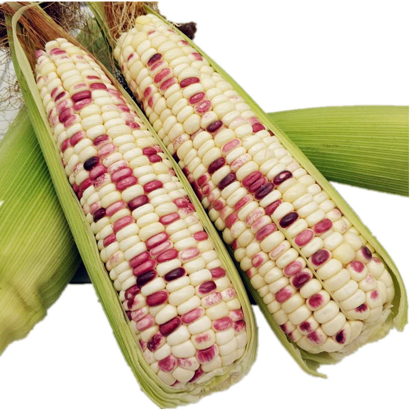 七彩糯玉米25斤新鲜果子产地直发海边沙地种植夜市摆地摊批发