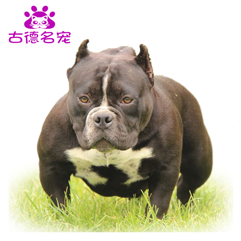 豆乐奇 Douleqi 狗狗北京犬舍纯种美国恶霸犬幼犬微小体口袋体活体恶霸犬宠物狗狗纯种赛级血统口袋体美国恶霸犬幼犬活体赛级微小体恶霸狗北京犬舍 价格图片品牌报价 苏宁易购古德名宠专营店