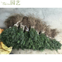 红豆杉树苗南方红豆杉曼地亚红豆杉树苗盆栽室内绿植绿化苗木曼地亚小盆栽公母一对不含盆