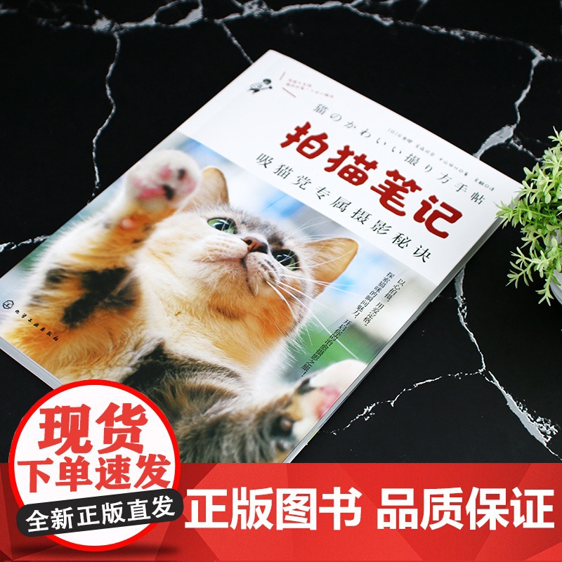 拍猫笔记 猫咪摄影师吸猫党专属摄影秘诀 猫咪爱好者拍摄指南捕捉猫咪魅力秘诀基础 相机设置 光线运用 构图技巧 宠物摄影参高清大图