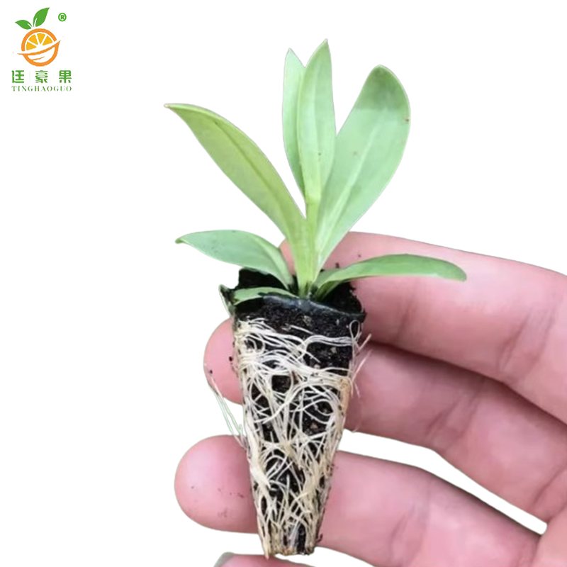 廷豪果 洋桔梗 杯苗 /盆高清大图