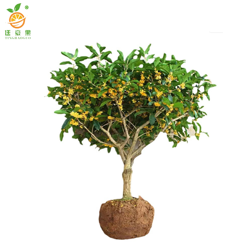 廷豪果 四季桂苗 80cm高 /棵高清大图