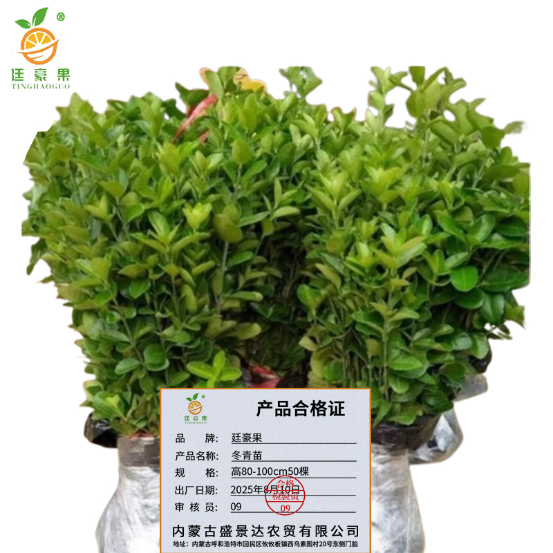 廷豪果 冬青苗 高80-100cm50棵/捆高清大图