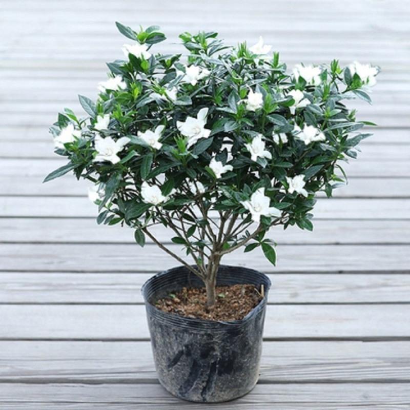 独杆栀子花苗四季开花大叶牡丹栀子花盆栽浓香型带花好养不含盆丛生大