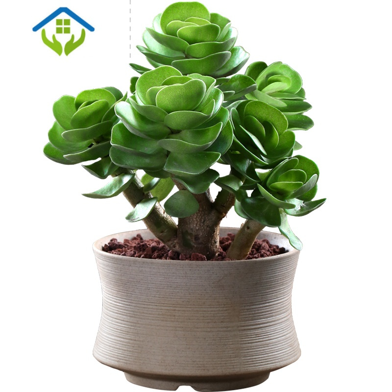 御蓝锦绿植盆栽御蓝锦金钱木老桩多肉植物花卉盆栽室内盆景好养易活办公室桌面绿植 价格图片品牌报价 苏宁易购玖煦家居专营店