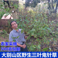 新货大别山区野生鬼针干鬼针野生三叶鬼针鬼针500克