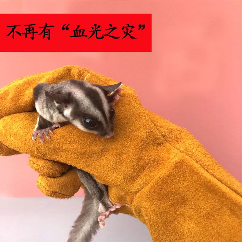 防咬手套松鼠飞鼠蜜袋鼯土巴鼠仓鼠猫狗狗防抓咬加厚手套宠物用品 加厚帆布手套