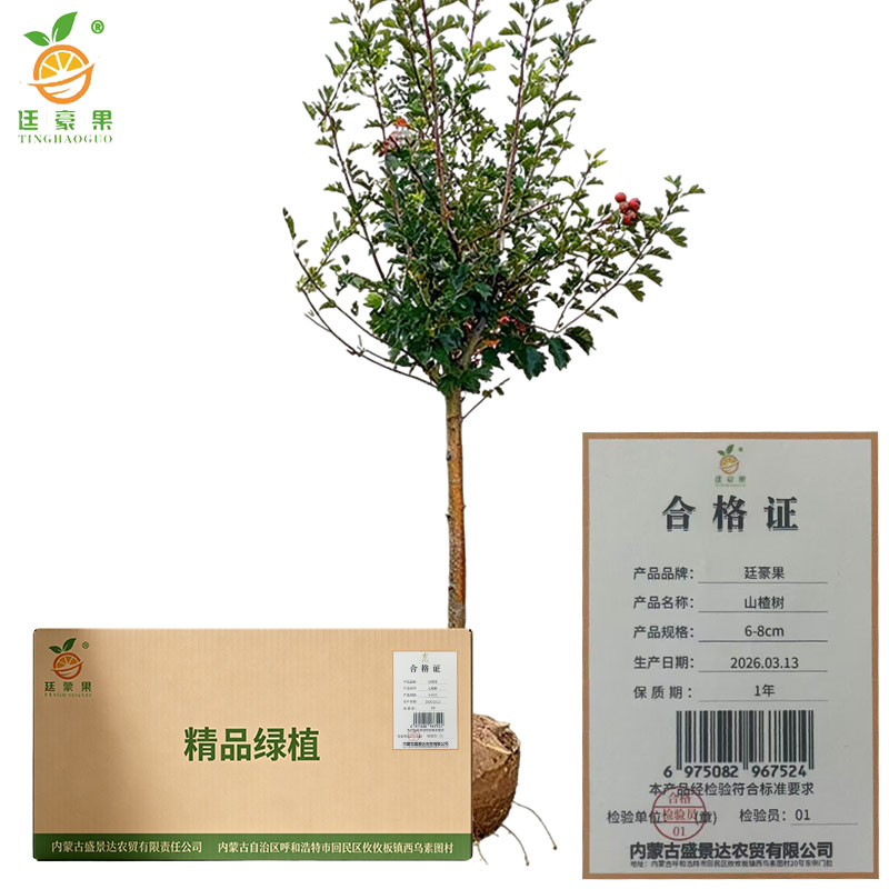 廷豪果 山楂树 6-8cm 株高清大图