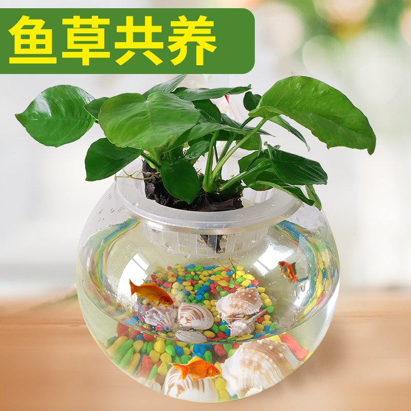 圆形鱼缸玻璃小号金鱼缸 迷你圆形创意水族箱 生态桌面绿植水培缸