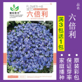 花种子四季播盆栽雏菊向日葵薰衣草太阳花种籽孑大全虞美人种植 均码 六倍利约200粒