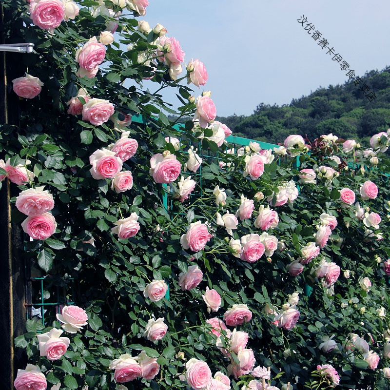 蔷薇花爬藤四季开花庭院藤本月季花大花爬墙植物花卉盆栽玫瑰