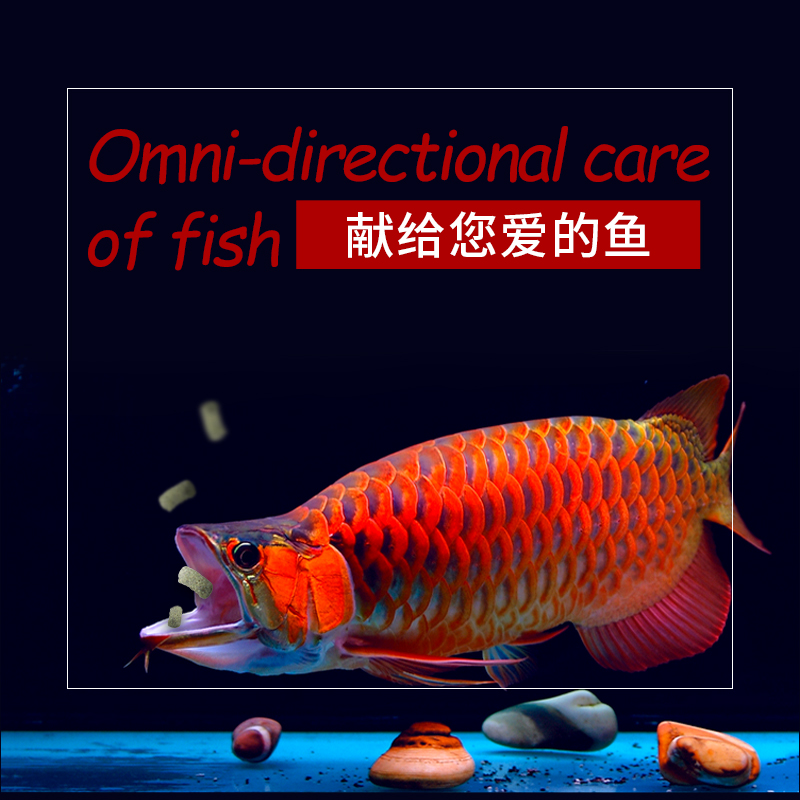 龙鱼饲料颗粒银龙鱼金龙鱼红龙专用鱼食鱼饲料高清大图