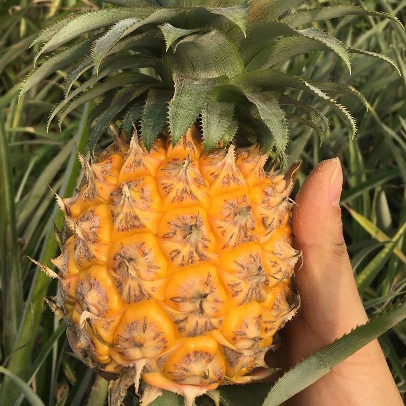 小菠萝 新鲜菠萝 带皮小菠萝 9斤(5斤送4斤) 8到12个左右 新鲜香 凤梨图片