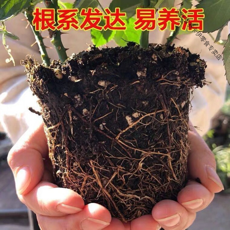 玫瑰花苗带花苞四季开花好养易活绿植物盆栽室内外阳台花卉月季