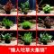 鱼缸懒人水草淡水养鱼增氧水草草缸活体植物造景套餐水族箱中后景 红波坨(5厘米)