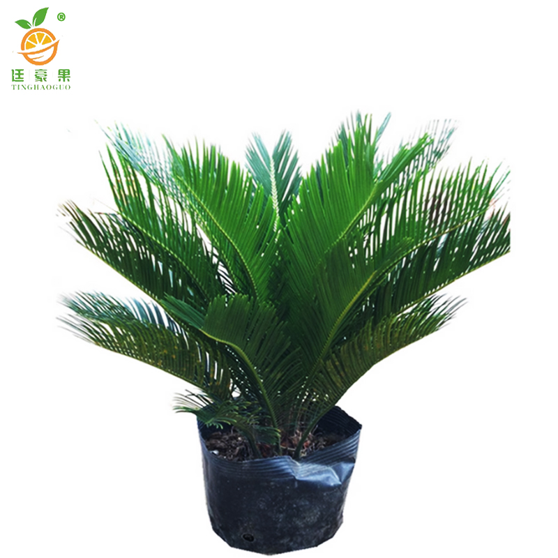 廷豪果 铁树 1.1米 /盆高清大图