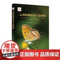 正版 云南昭通昆虫生态图鉴 李虎 石安宪 彩万志主编 9787565533389中国农业大学出版社生
