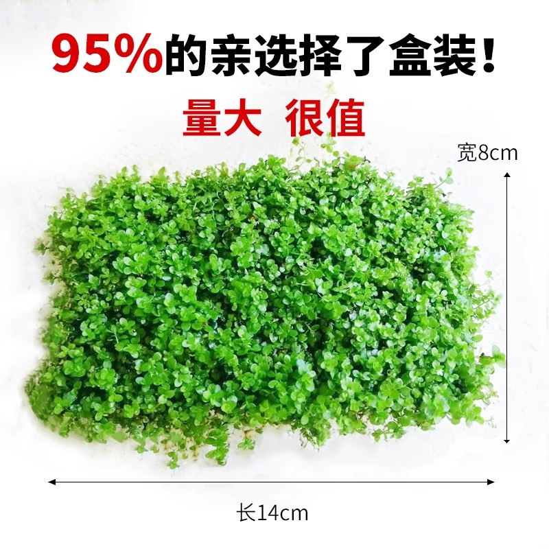 爬地矮珍珠前景水草植物日本水下叶鱼缸造景水培真草古法养鱼趴地高清大图
