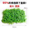 爬地矮珍珠前景水草植物日本水下叶鱼缸造景水培真草古法养鱼趴地