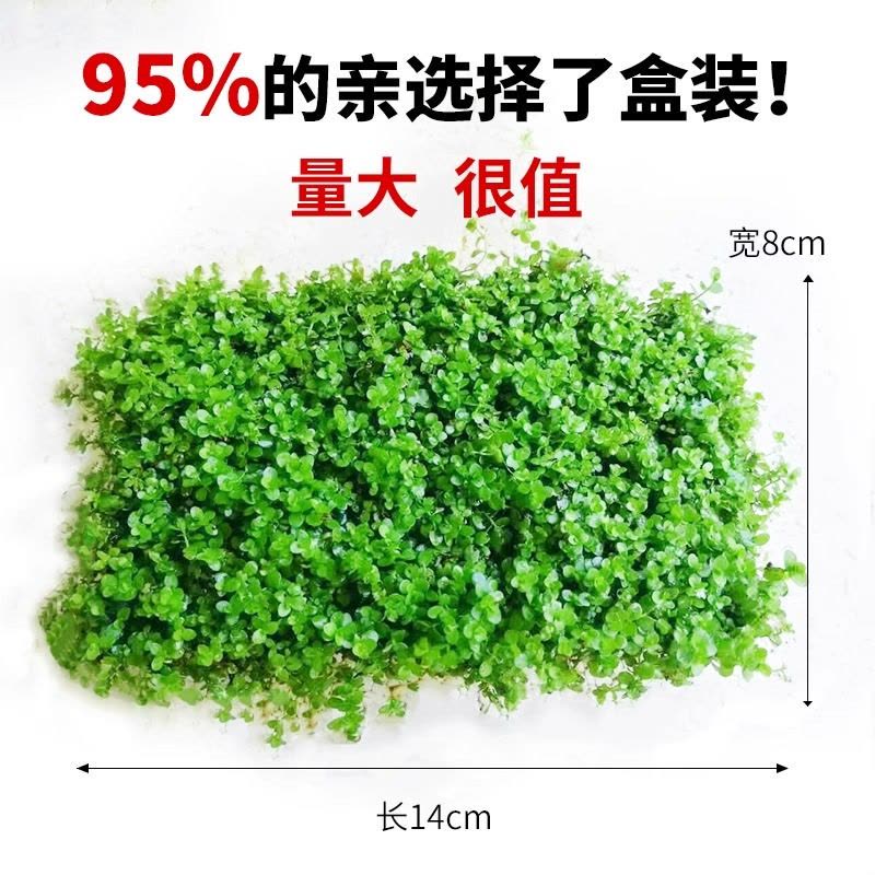 爬地矮珍珠前景水草植物日本水下叶鱼缸造景水培真草古法养鱼趴地图片