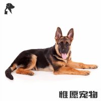 狗狗活体德国牧羊犬幼犬活体纯种血统黑背德牧狼狗 护院宠物狗弓背平背狼版警犬牧羊犬锤系德系