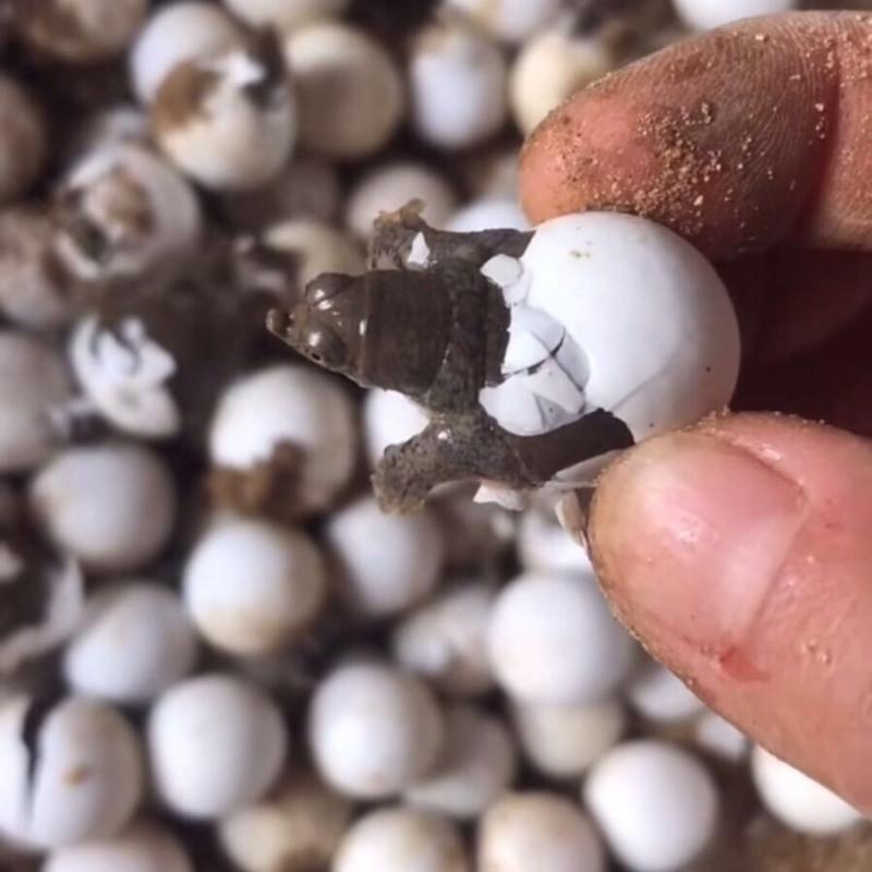 活体宠物可孵化蛋种蛋水鱼蛋甲鱼苗中华鳖日本蛋乌龟蛋受精甲鱼蛋甲鱼
