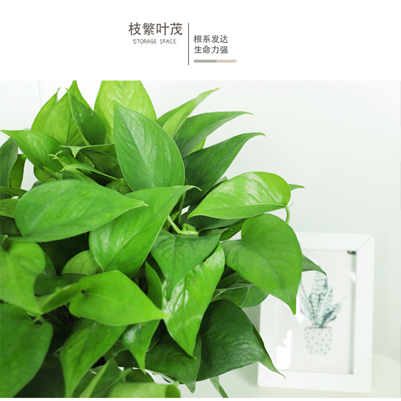 绿萝盆栽客厅卧室除甲醛空气净化绿萝180#-原种植盆（一盆装）