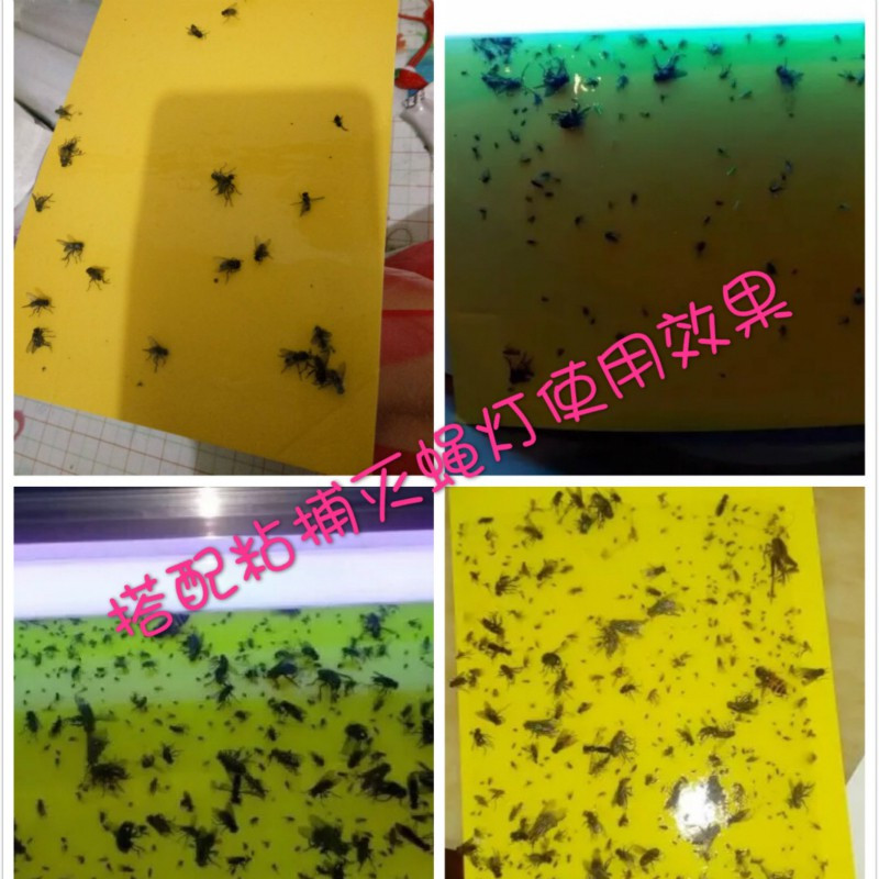 粘捕式灭蝇灯专用粘蝇纸粘虫板灭蝇纸蚊子贴苍蝇纸板灭蚊灯粘飞虫 三维工匠 27*42CM(拍10包送1包)
